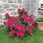 Les Ducs Mialanes