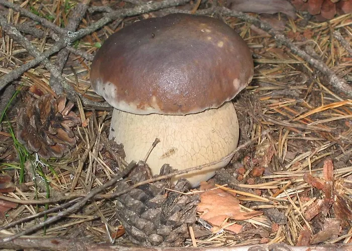 Ferienhaus Les Ducs *